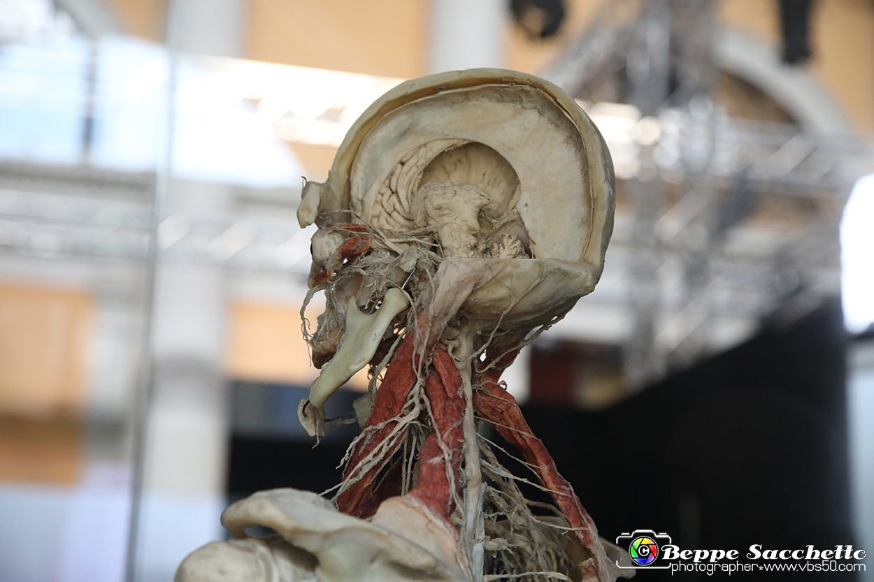 VBS_2959 - Sistema nervoso - Mostra Body Worlds.jpg